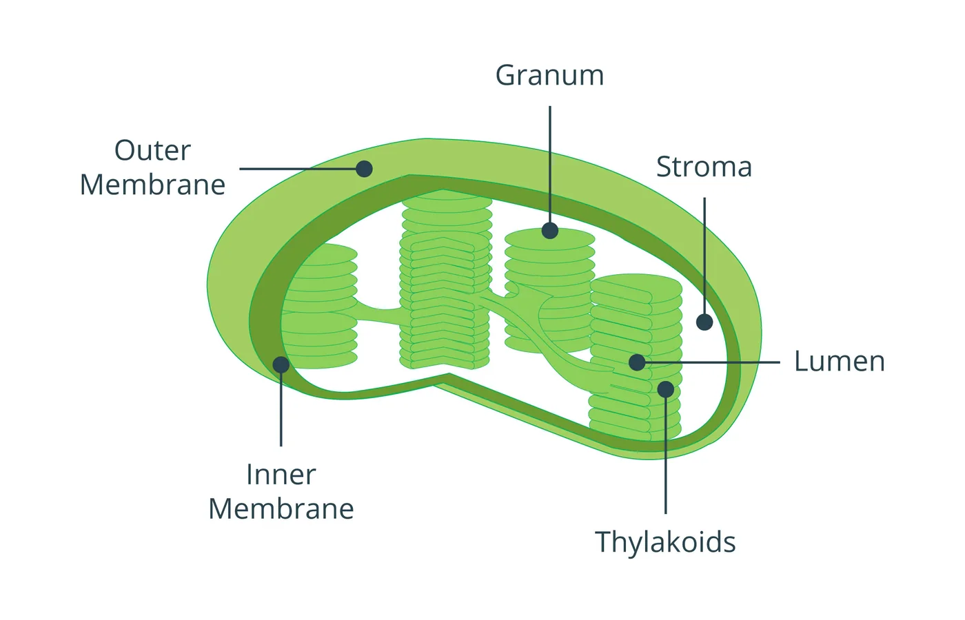 iSequalTo chloroplast structure educational diagram