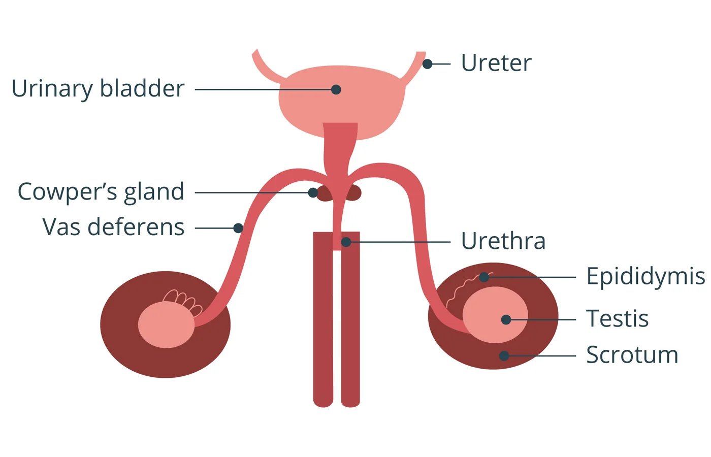 iSequalTo urinogenital system labelled anatomy diagram