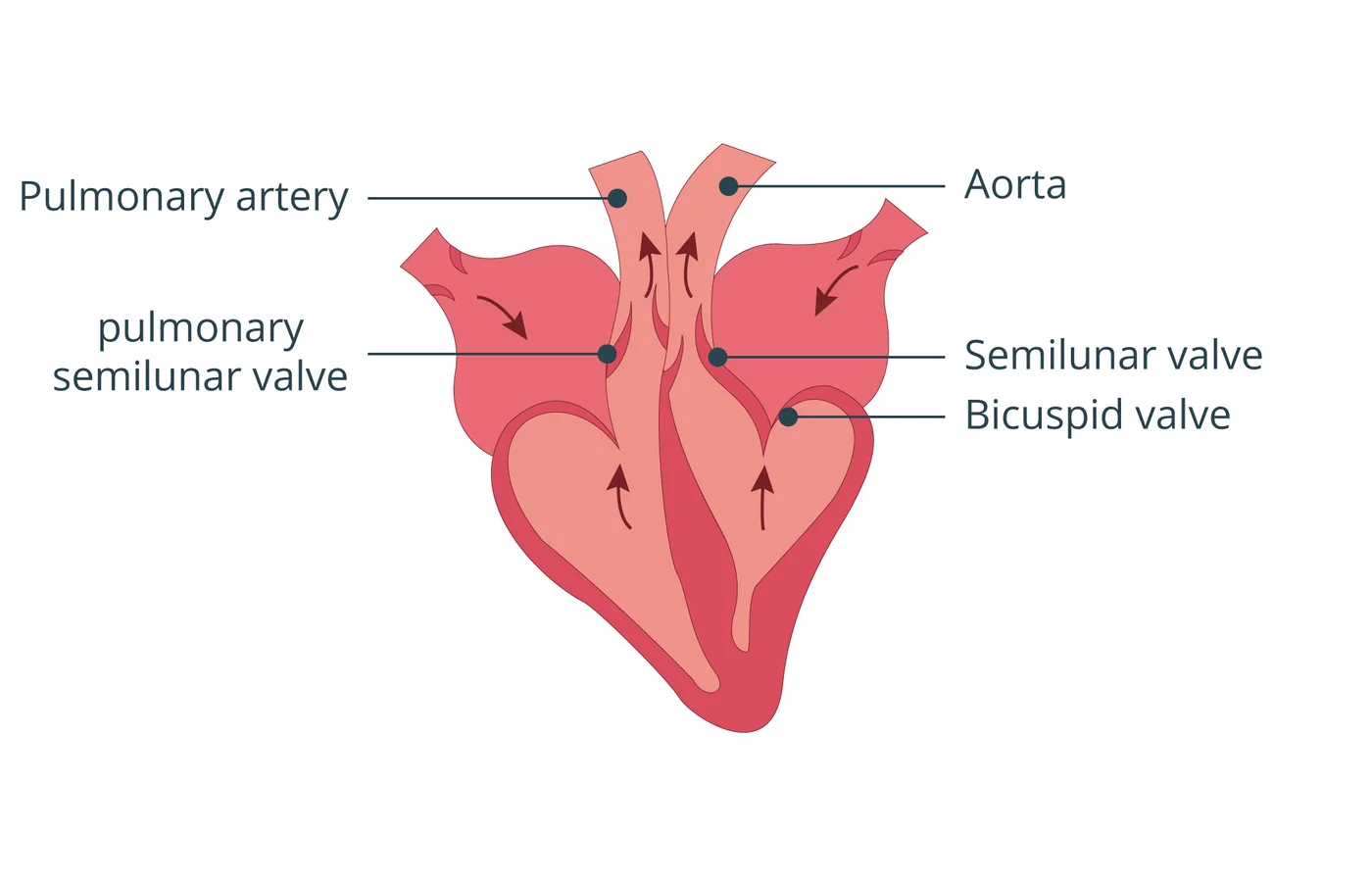 iSequalTo ventricular systole labelled heart diagram