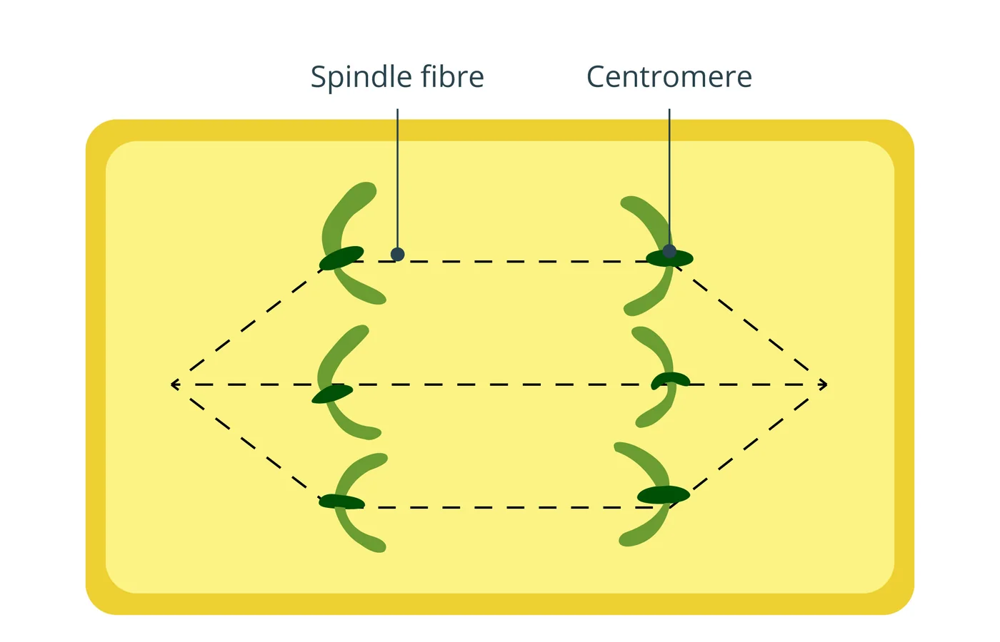 iSequalTo anaphase cell division diagram