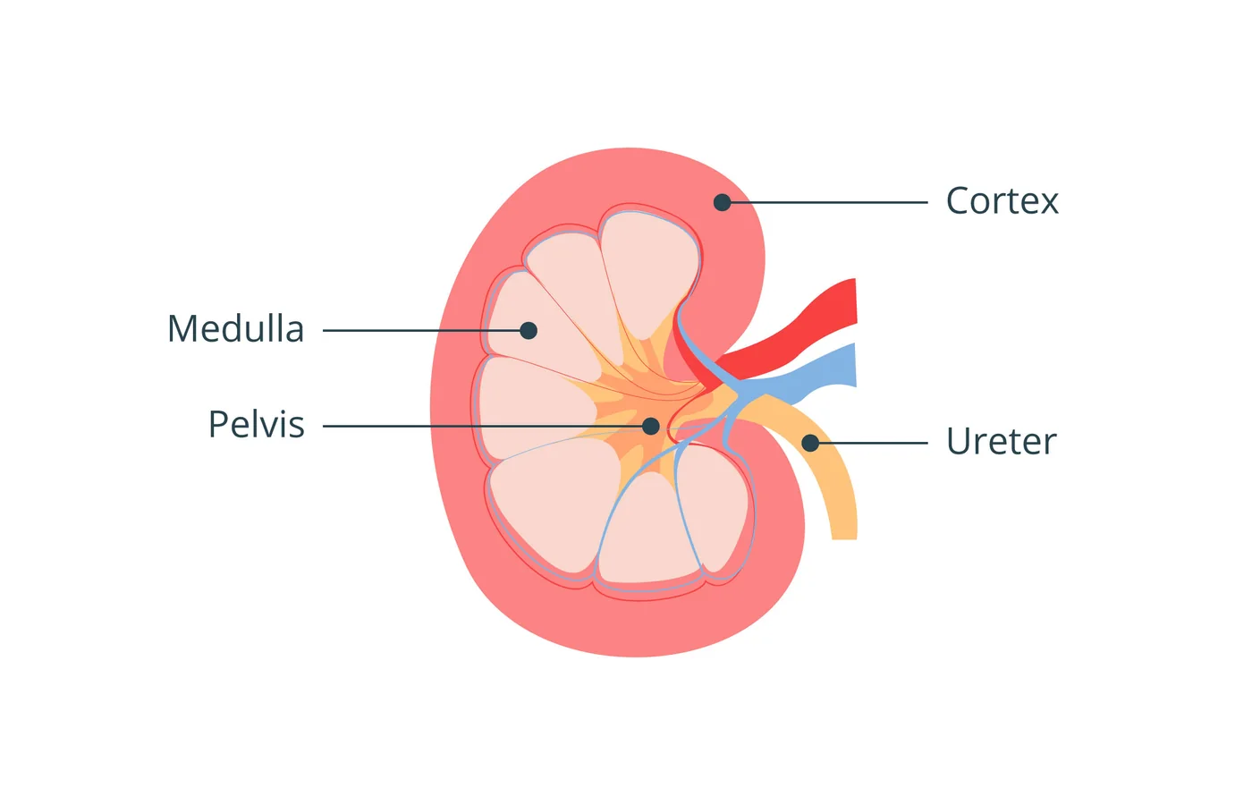 iSequalTo kidney anatomy labelled diagram