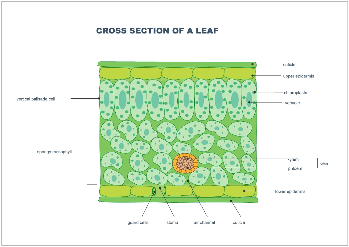 iSequalTo leaf cross section labelled diagram