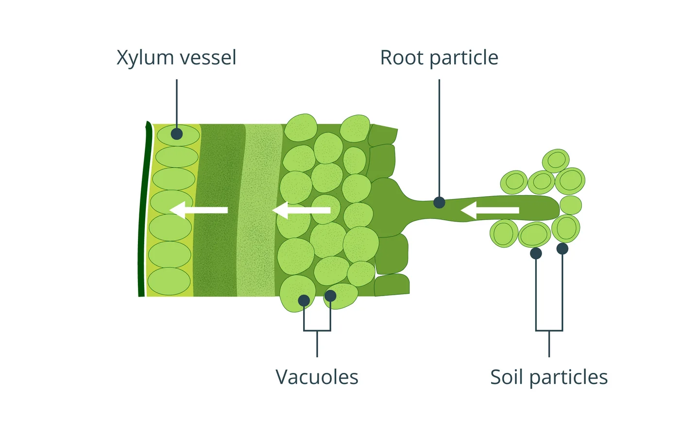 iSequalTo plant cell structure labelled diagram