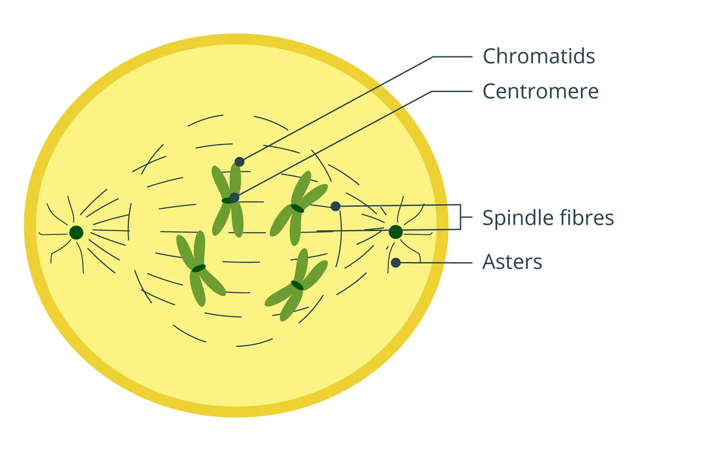 iSequalTo mitosis stage educational diagram