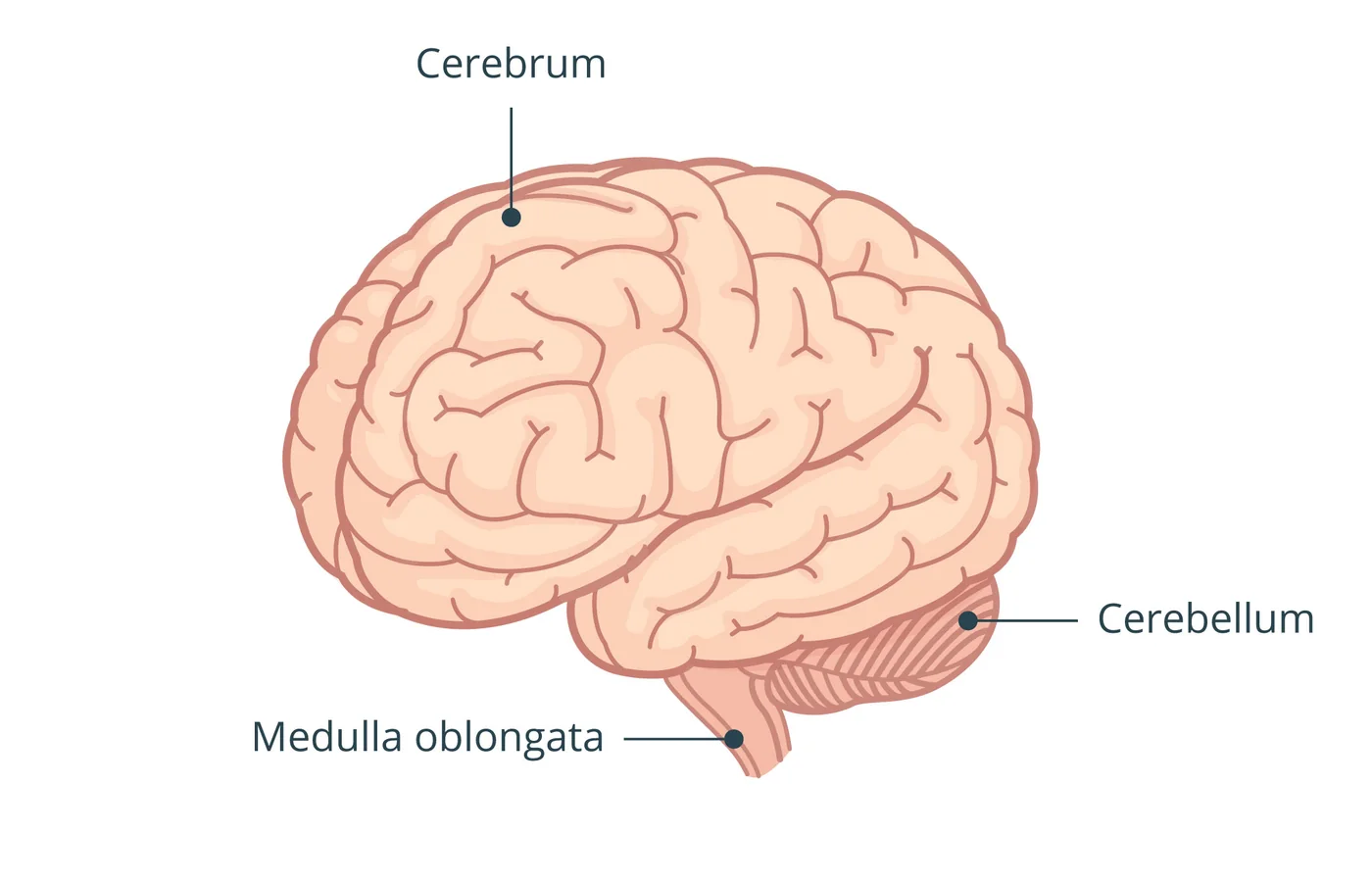 iSequalTo brain labelled educational diagram