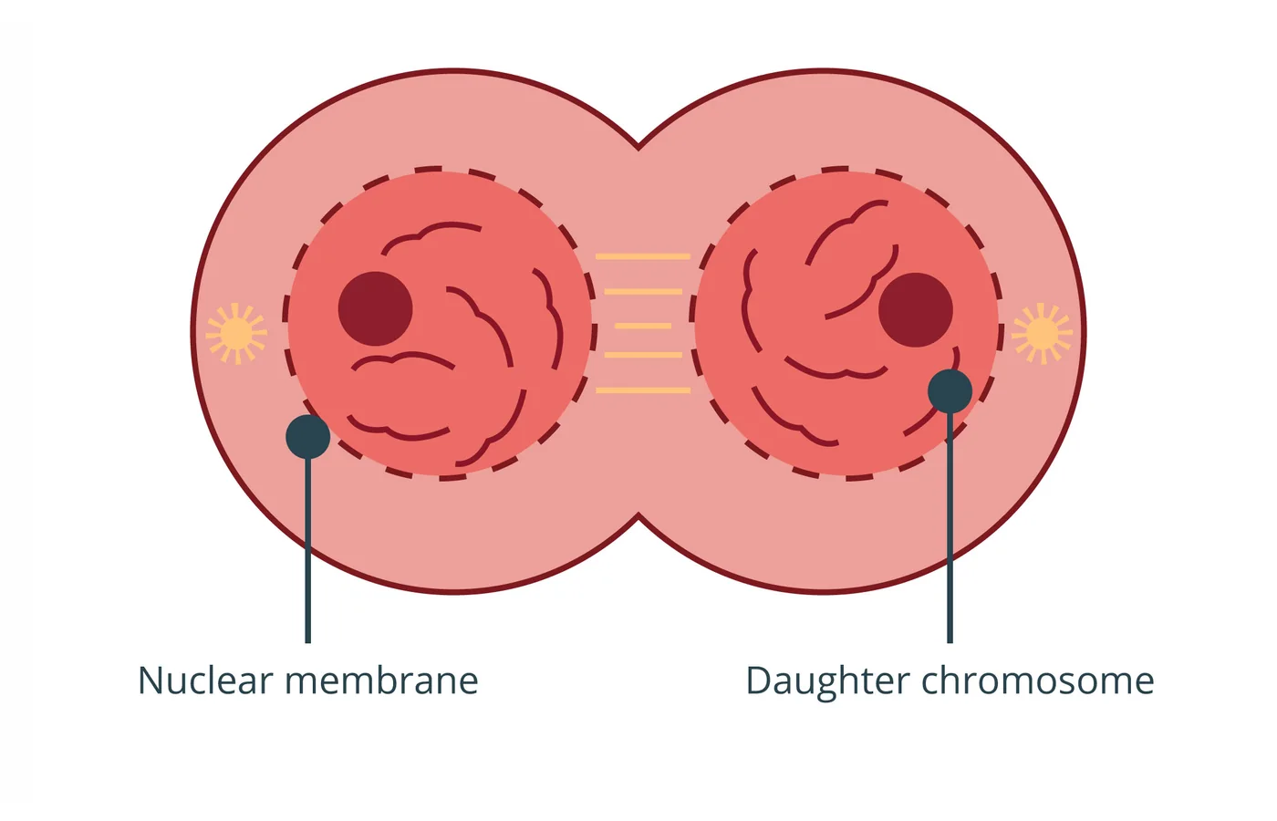iSequalTo cell nucleus labelled diagram