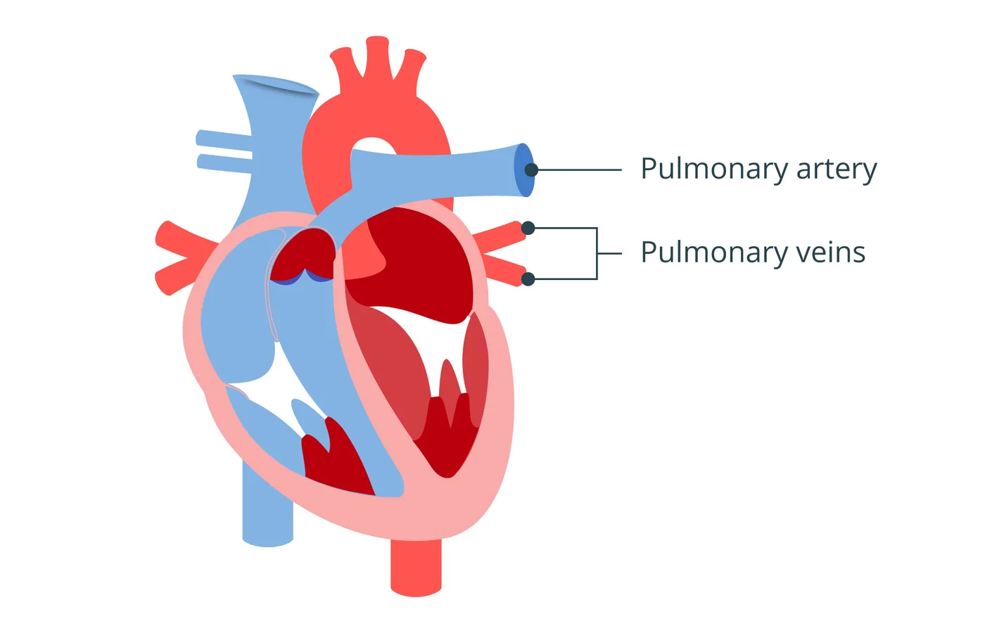 iSequalTo heart circulation labelled diagram