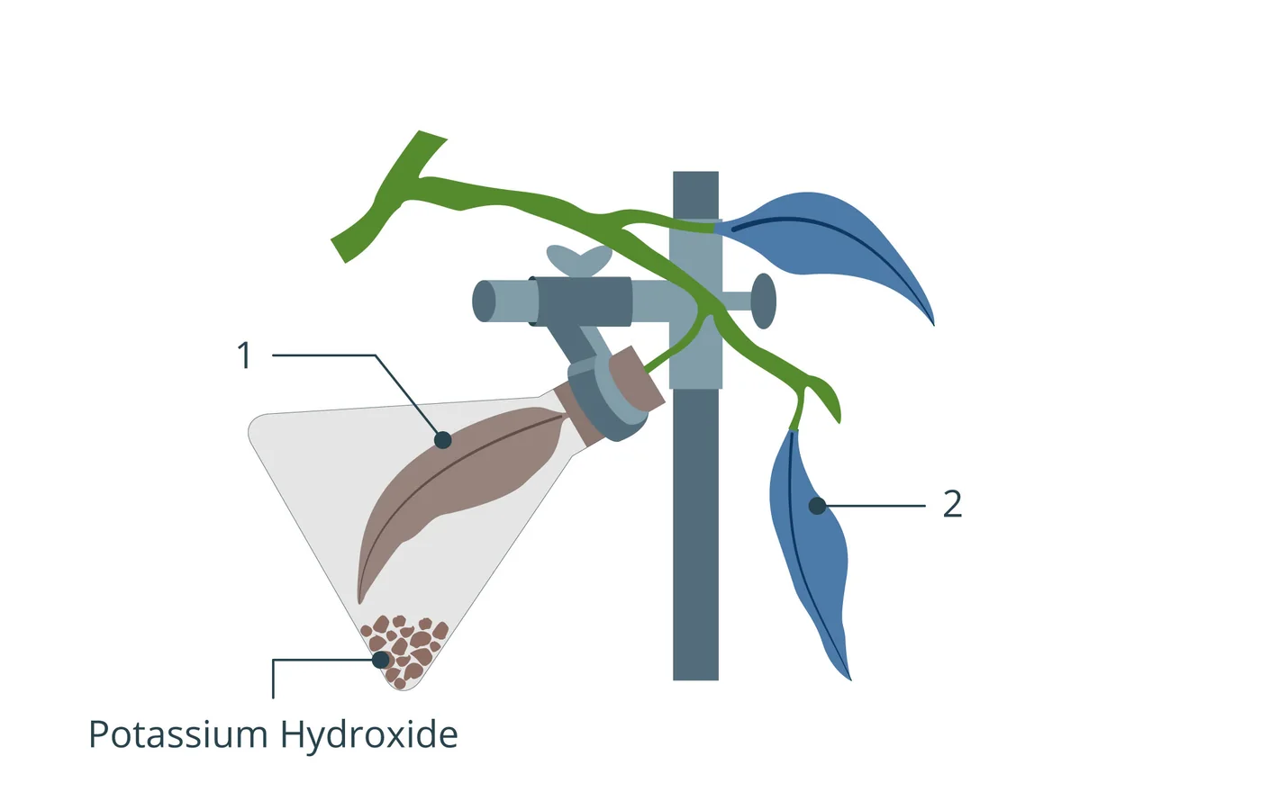 iSequalTo plant parts labelled diagram