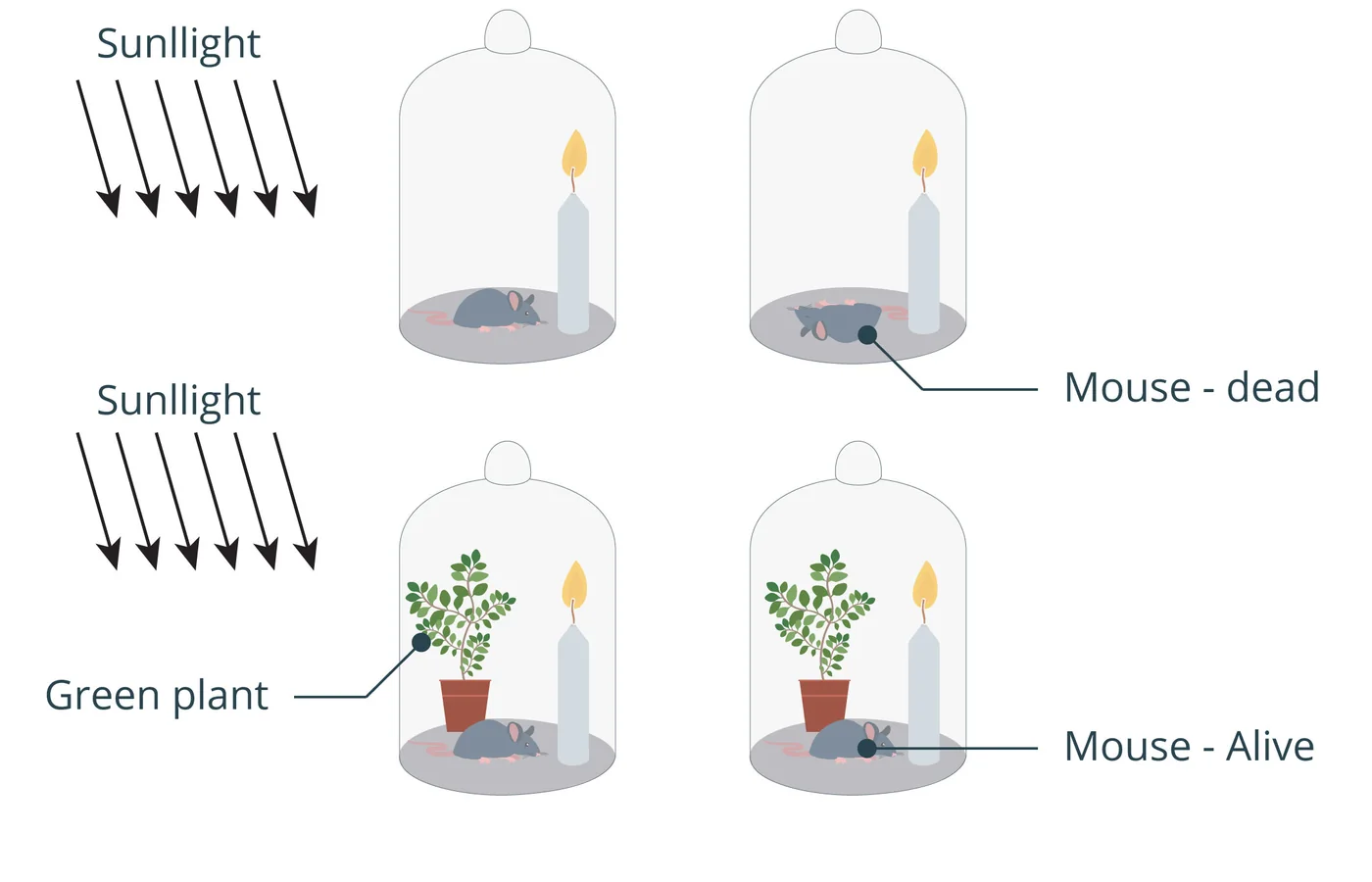 iSequalTo botany process educational diagram