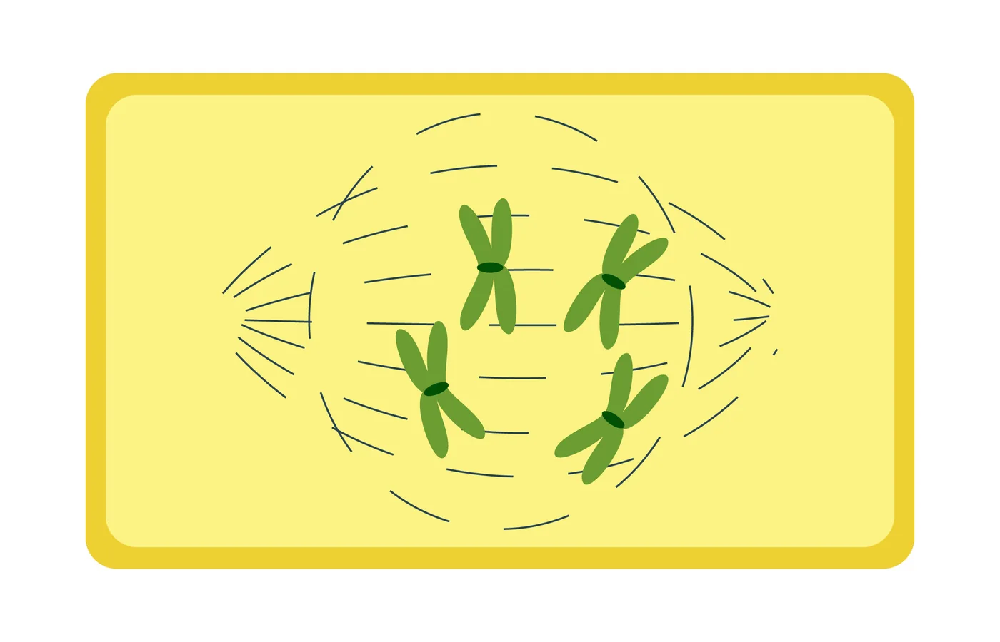 iSequalTo cell division educational diagram